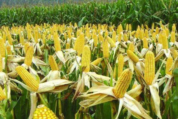 美佳禾511玉米种子特征特性，密度4000株/亩左右