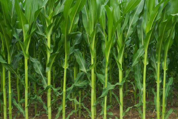 圣园黄糯9号玉米品种简介，适宜密度3000株/亩