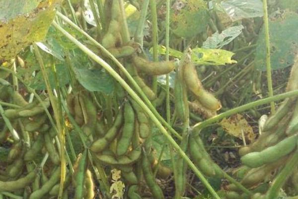 丹豆23大豆种子特点，注意防治病虫草害