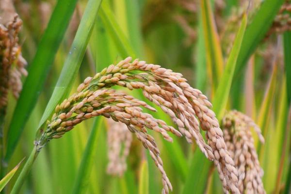 兴禾稻8号水稻种子介绍，粳型常规水稻品种