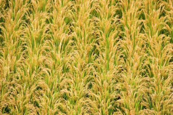 馨稻1号水稻品种的特性，4月中旬播种