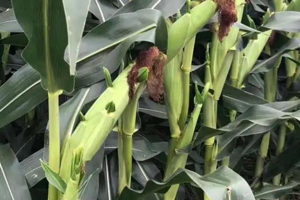 先育339玉米品种的特性，中等肥力以上地块栽培