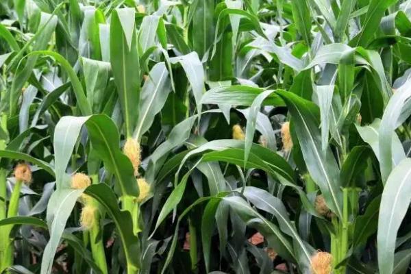 哈丰31玉米品种的特性，4月下旬至5月上旬播种