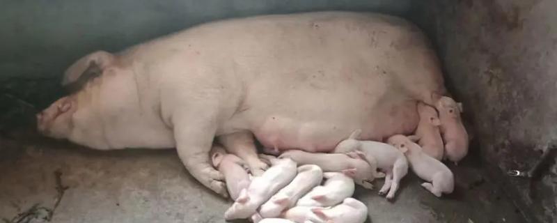 猪一年繁殖几次，一年通常可以生产2-3次