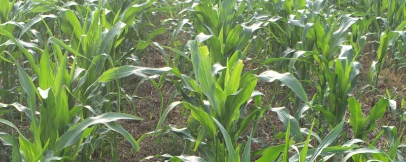 春秋219玉米种子特征特性，中等肥力以上地块栽培