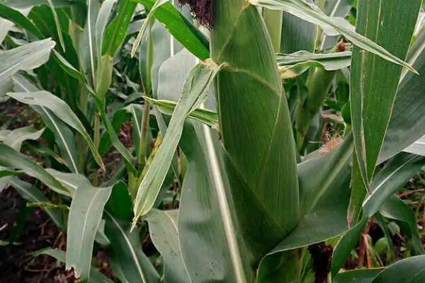 吉农玉788玉米种子特征特性，中等肥力以上地块栽培