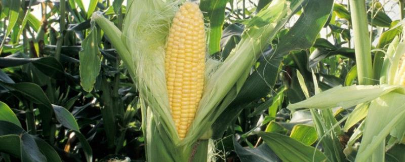 米单7号玉米种子特征特性，高抗茎腐病
