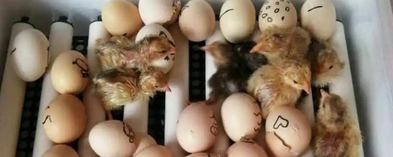 如何孵化小鸡，不同的孵化方法温度控制不同