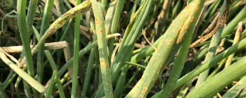 大葱雨天锈病的农药治理技术，在夏秋季节用药剂防治