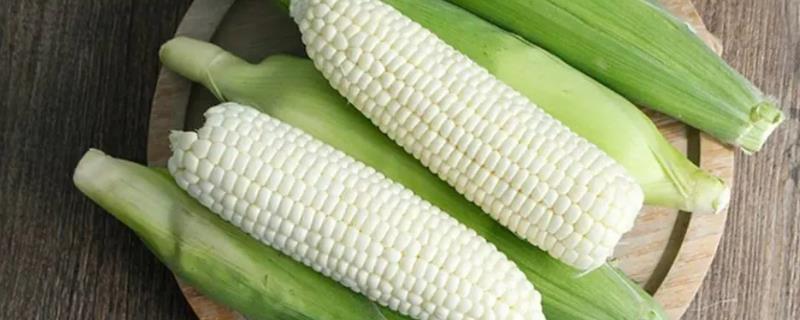 糯玉米是转基因食品吗，不是转基因食品