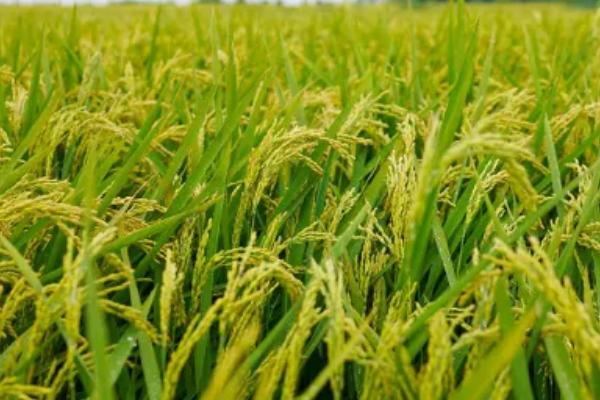 德粳5号水稻种子特点，该品种基部叶叶鞘绿色