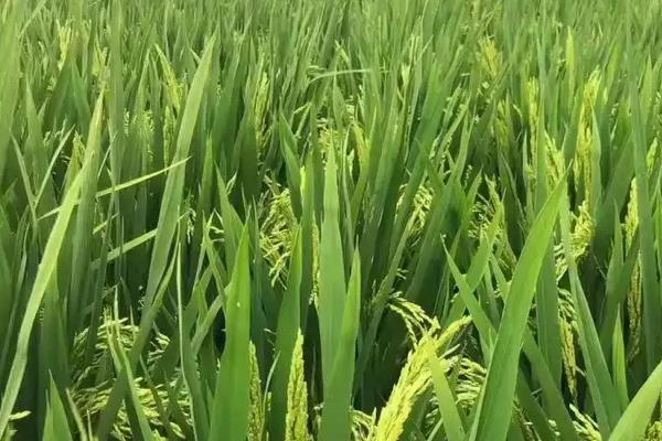 川农牛红香糯水稻品种的特性，综合防治病虫害