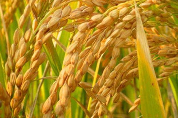 爽两优美丝水稻种子介绍，综合防治病虫害