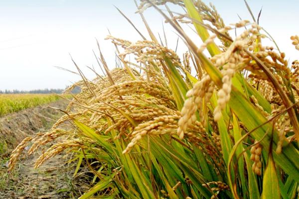 泸香优雅禾水稻种子简介，该品种基部叶叶鞘绿色