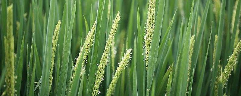 泸香优雅禾水稻种子简介，该品种基部叶叶鞘绿色