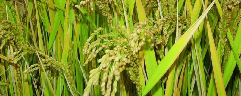 川农牛红香糯水稻品种的特性，综合防治病虫害