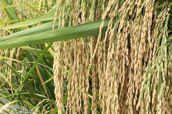 川农优773水稻种子特点，该品种株基部叶叶鞘绿色