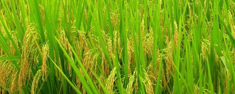 津创优8号水稻种子介绍，该品种基部叶叶鞘绿色
