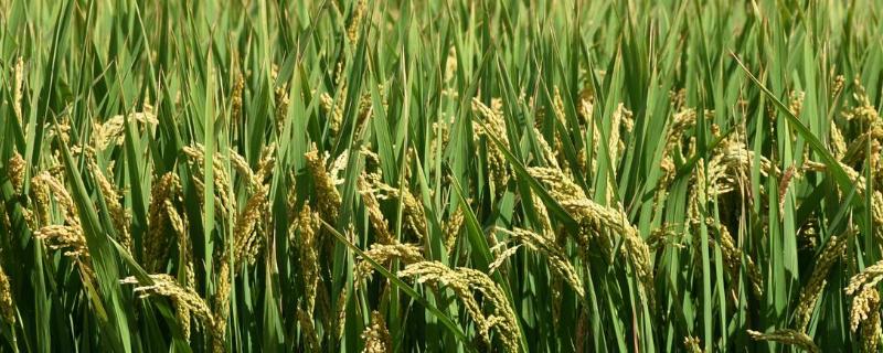 泉香优28水稻品种简介，该品种基部叶叶鞘绿色