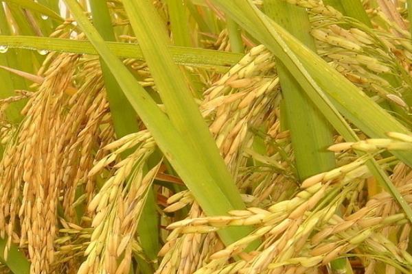 荣胜优1872水稻种子介绍，该品种基部叶叶鞘绿色