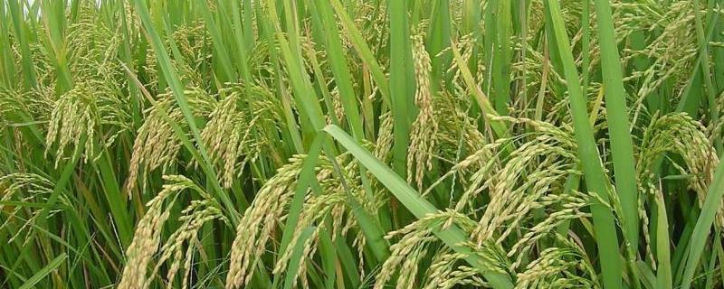 蜀优57水稻品种简介，该品种基部叶叶鞘绿色