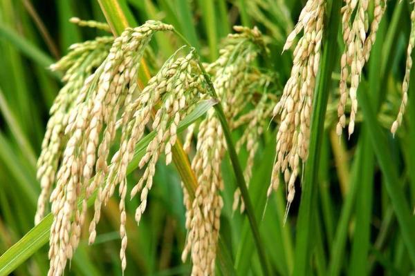 荣胜优1872水稻种子介绍，该品种基部叶叶鞘绿色