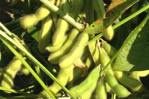 九黑豆1号大豆种子特征特性，出苗至成熟平均114天