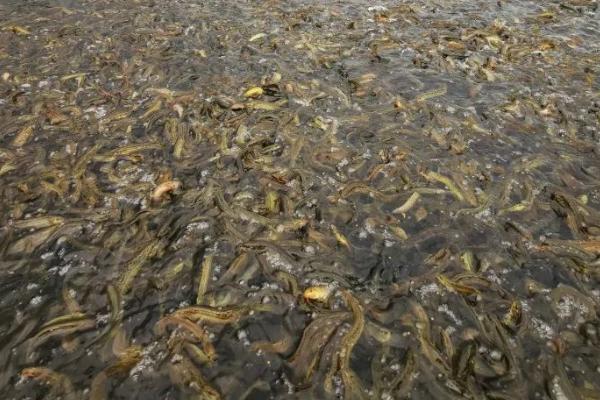 泥鳅的栖息环境，常栖息在池塘、水田、水库等水域的底部