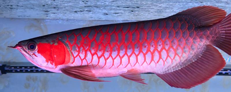 红龙鱼水温多少度，建议将水温保持在24-28℃的区间