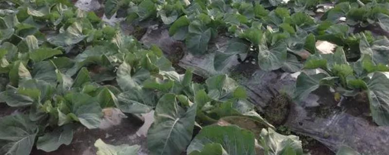 花椰菜的种植方法，选择在6-9月份种植