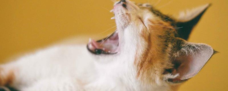 猫咪口臭的常见原因，可能是牙结石或饮食不当导致的