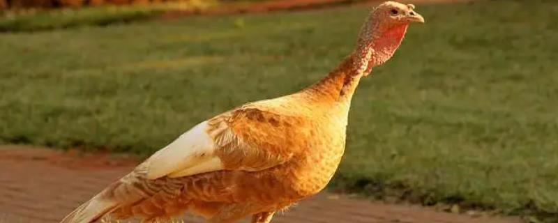 闽南火鸡能长多少斤，成年公鸡能长到5.74公斤