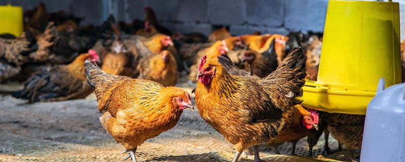 环保部门对养鸡场要求，应当符合国家有关畜禽养殖污染防治的要求