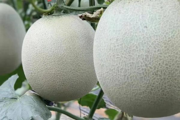 网纹瓜和哈密瓜的区别，外表和味道均不同