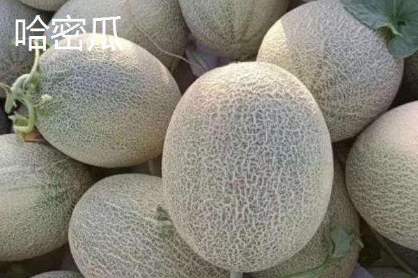 网纹瓜和哈密瓜的区别，外表和味道均不同