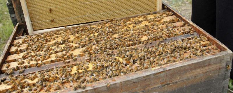 春天怎么管理蜜蜂，重点是要做好春繁工作