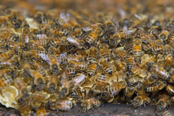 蜂群失王后过多长时间会灭亡，主要取决于群势和天气状况等条件
