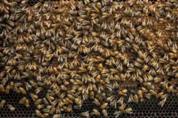 蜂群失王后过多长时间会灭亡，主要取决于群势和天气状况等条件