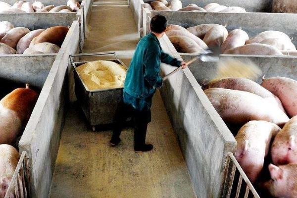 猪一天吃多少饲料合适，主要根据其生长阶段来定