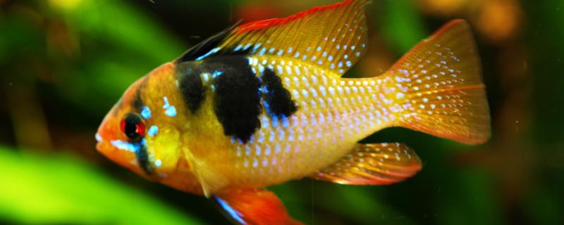七彩凤凰是什么鱼，是原产于南美洲的小型淡水鱼类