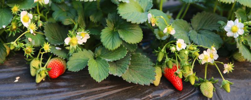 草莓夏季管理技术，杂草必须经常拔除
