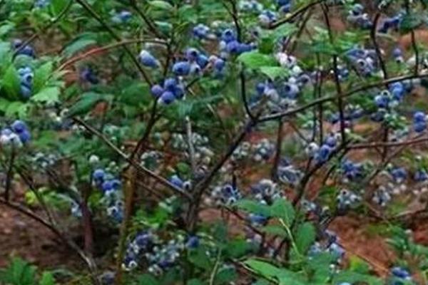 蓝莓怎么种植，生长季节要对徒长枝、萌生枝进行摘心