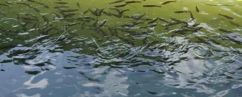一亩鱼塘能养多少鱼，采用套养的方法可亩养1000条