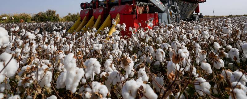 中国棉花的产地，主要集中在黄河流域、长江流域和新疆地区