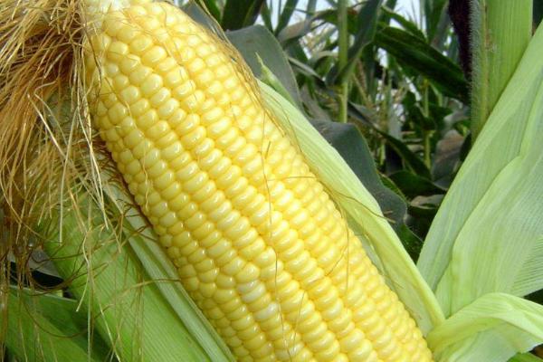 山农饲玉10号玉米种子特征特性，夏播青贮生育期100天