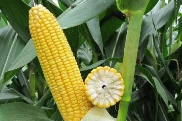 黄糯589玉米种子介绍，适宜密度为每亩4000株左右