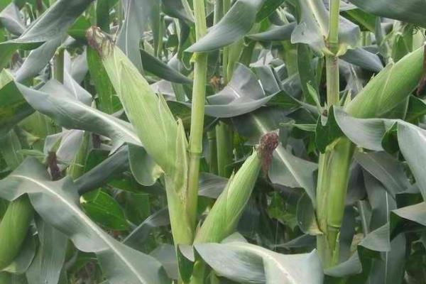 山农饲玉11号玉米种子介绍，适宜密度为每亩4500株左右