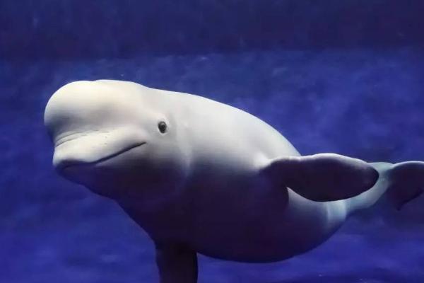 白鲸为什么向人吐水，可能是为了吸引人的注意力