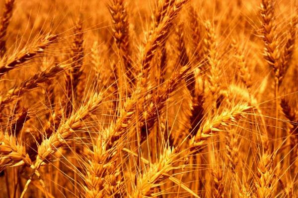 丰德存麦20小麦品种介绍，全生育期为230-232天