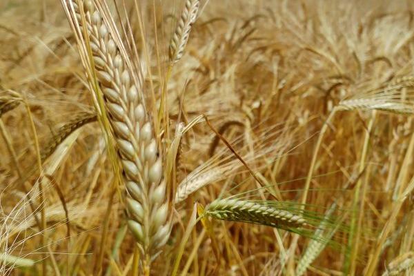 丰德存麦20小麦品种介绍，全生育期为230-232天